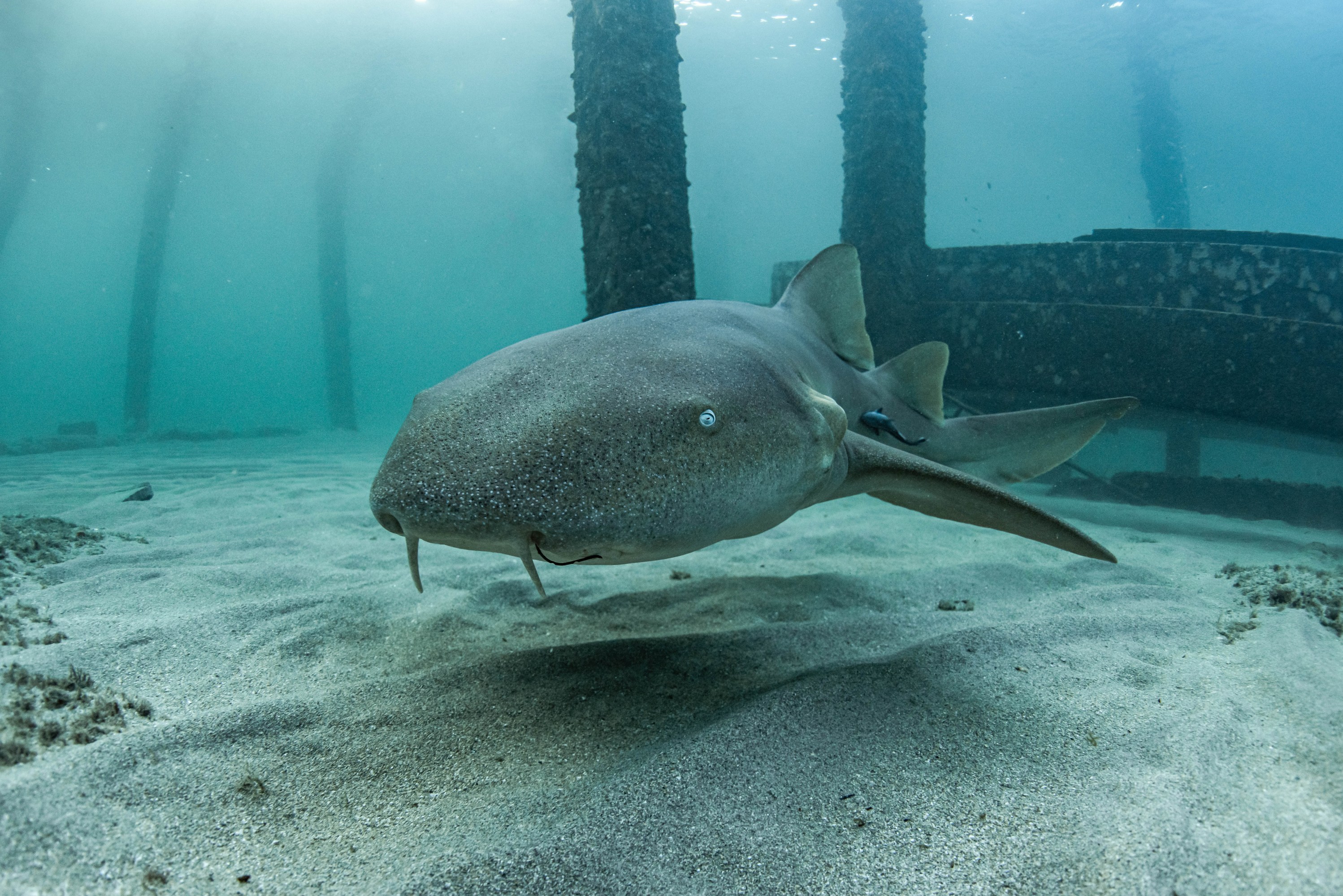 a fish swimming under water