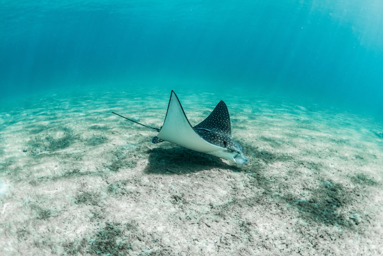 a fish swimming under water