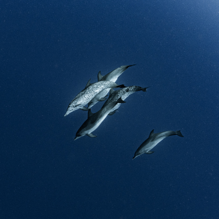 dolphins while freediving off Palm Beach