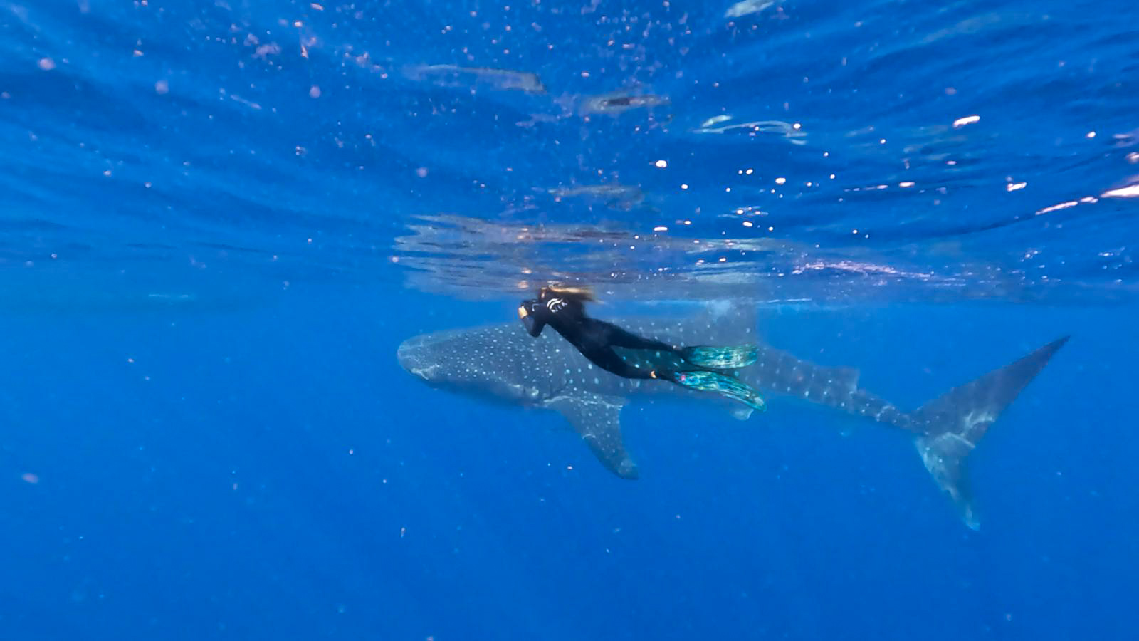 Whale - Freediving