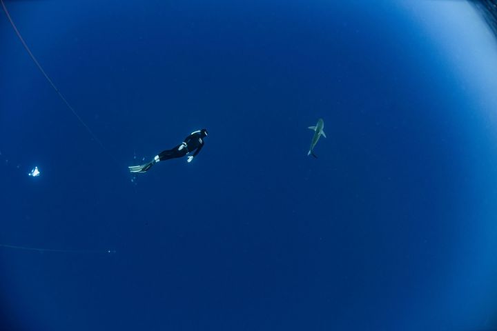 Diver swims near a shark in deep blue ocean water.