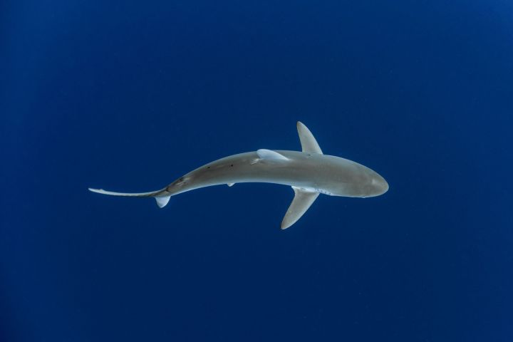 Shark swimming in clear blue water from a top view.