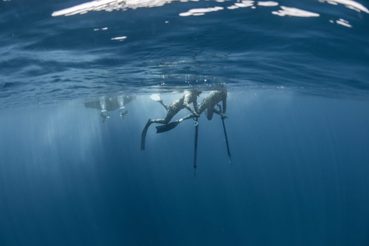 a bird flying over a body of water