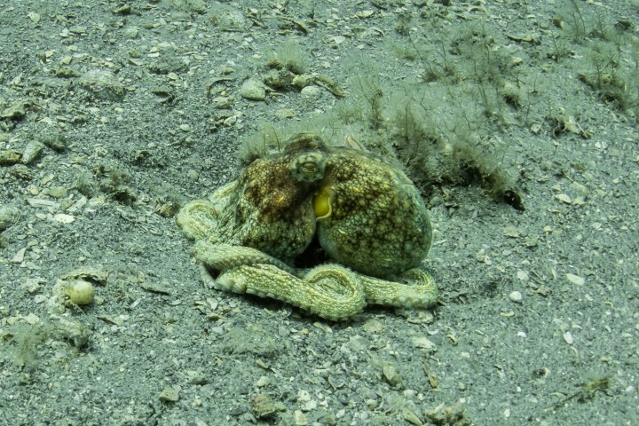 an animal lying on the ground