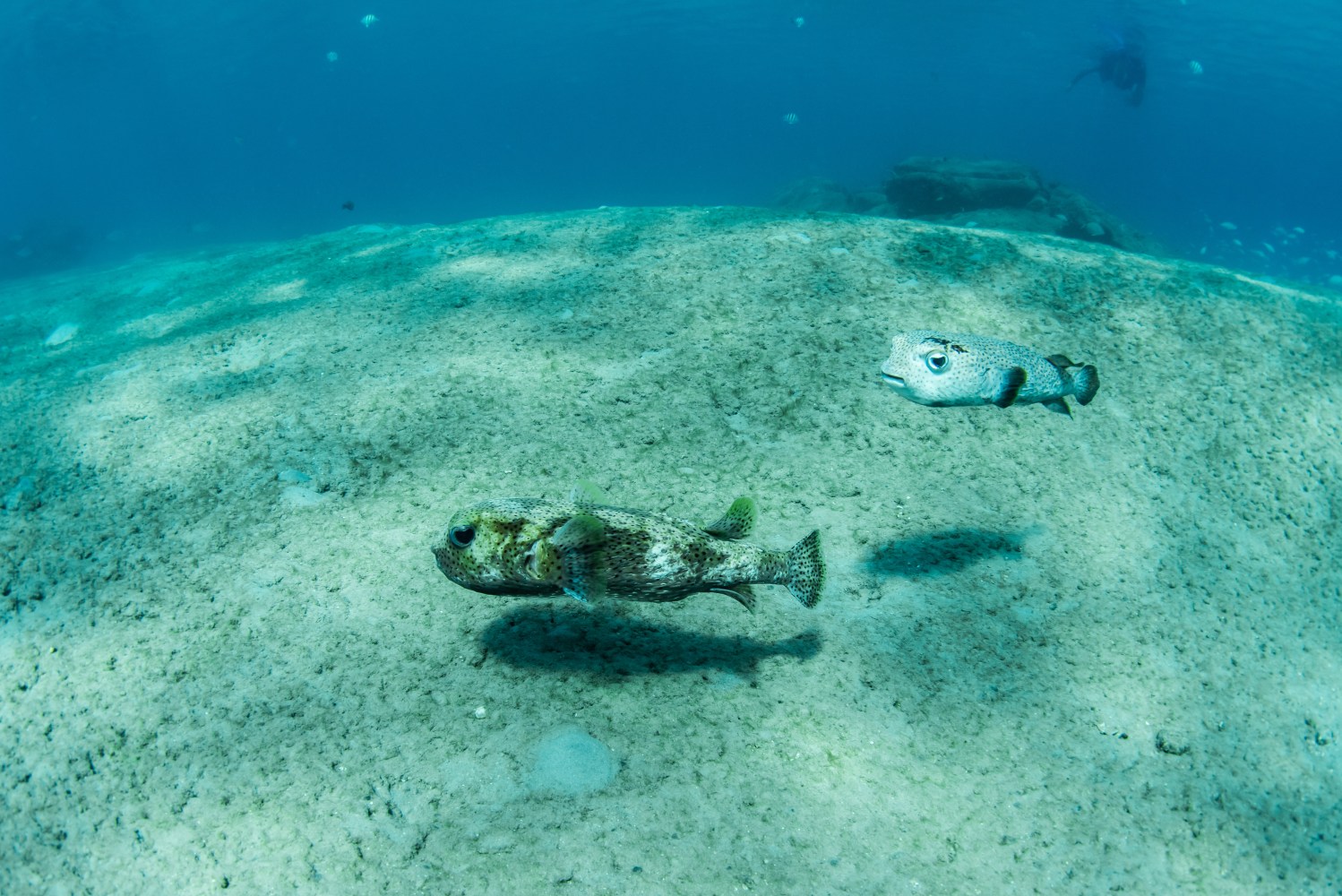a frog sitting on a blue body of water