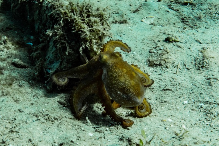 a brown bear sitting on top of a dirt field
