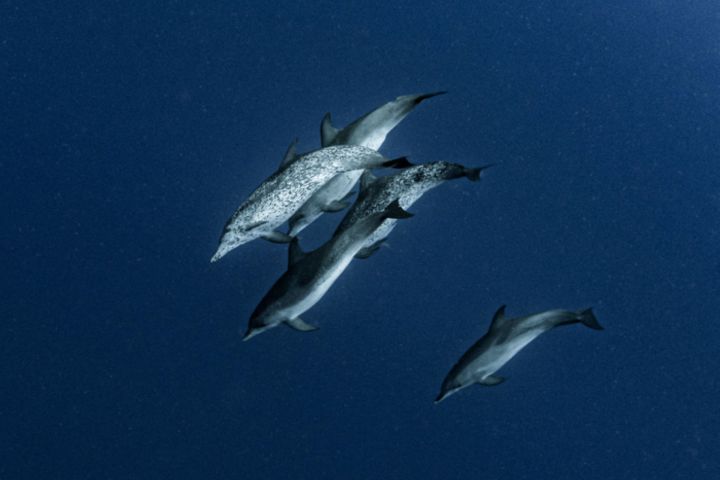 Group of dolphins swimming underwater in deep blue sea.