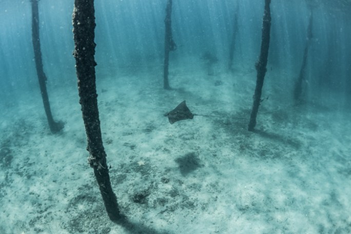 South Florida Freedive Fest