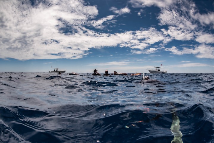 a bird flying over a body of water