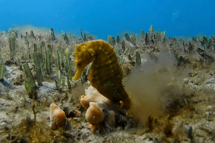 a group of fish underwater