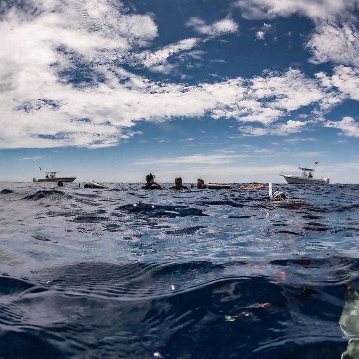 a bird flying over a body of water
