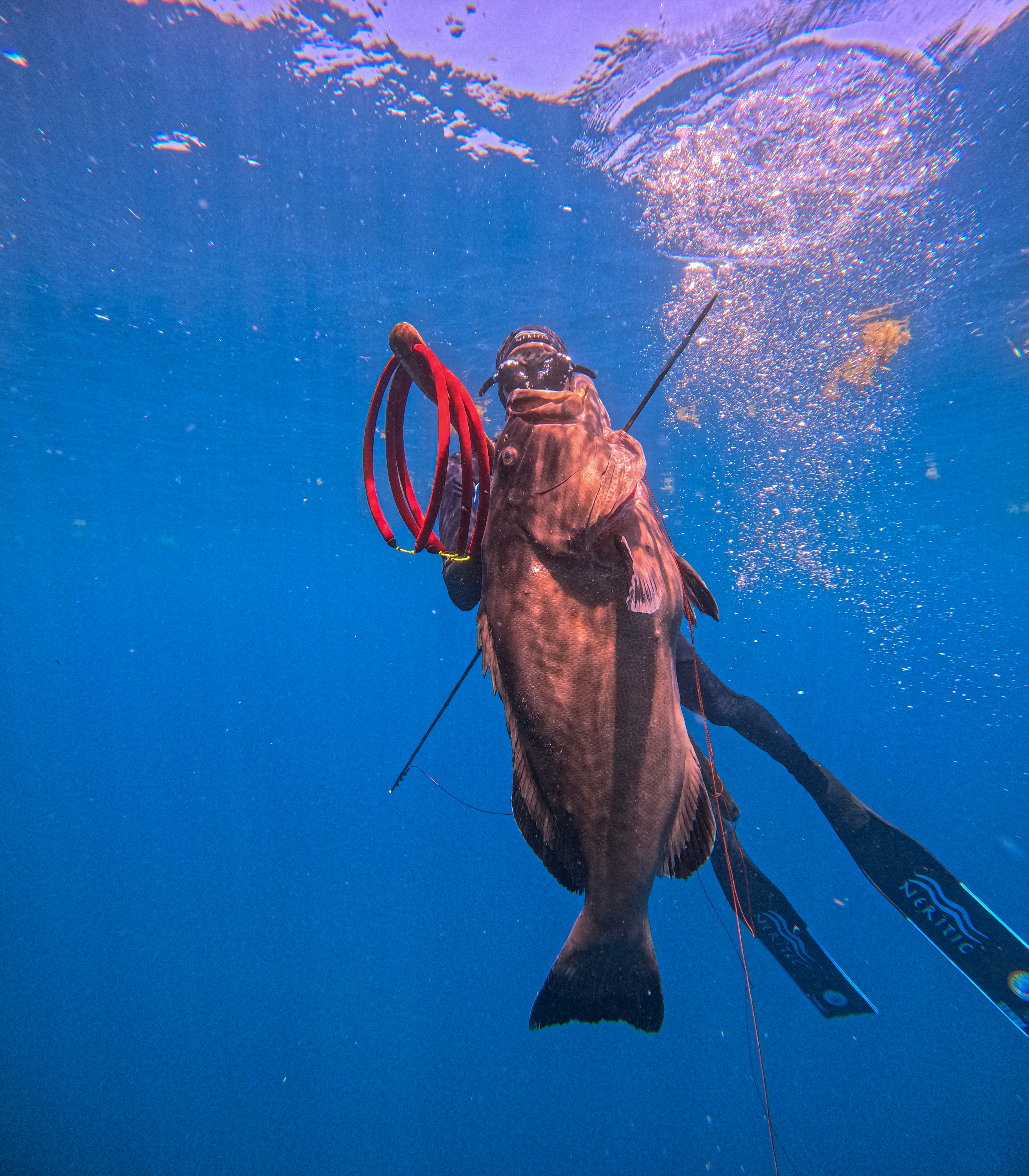 Florida Keys Spearfishing Retreat - AEEC64E2 35A5 4AF5 88F8 47195EF69F75 1 
