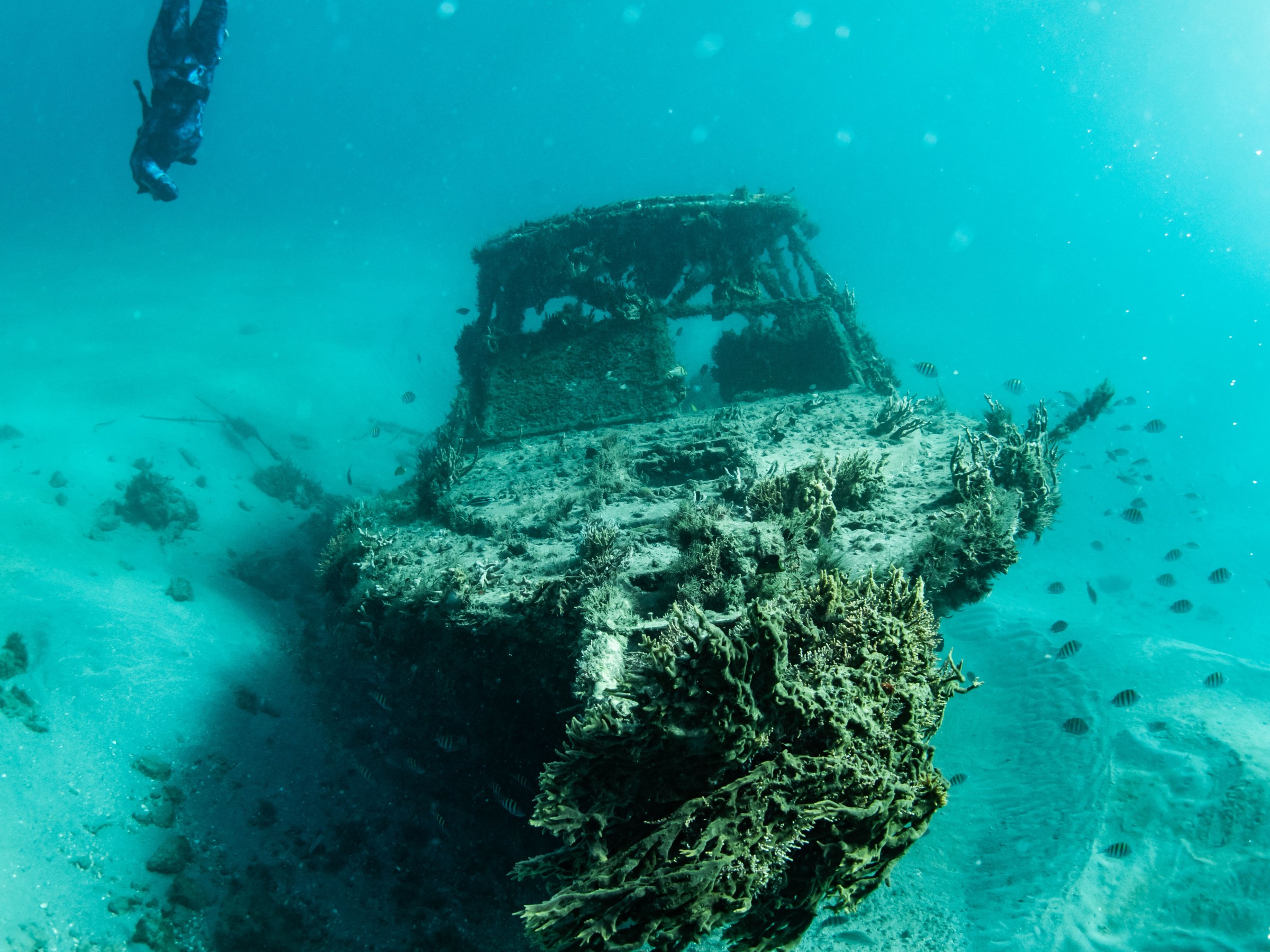 Diver swims above a coral-covered shipwreck at the bottom of the ocean.