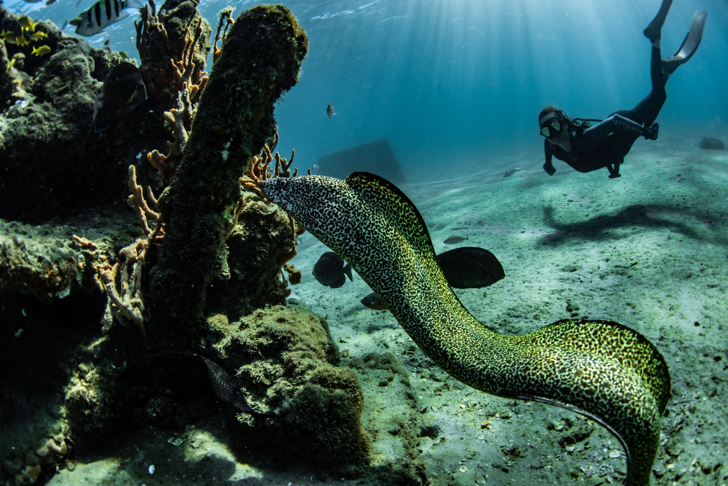 Underwater scene with diver swimming near a green eel and coral formations.