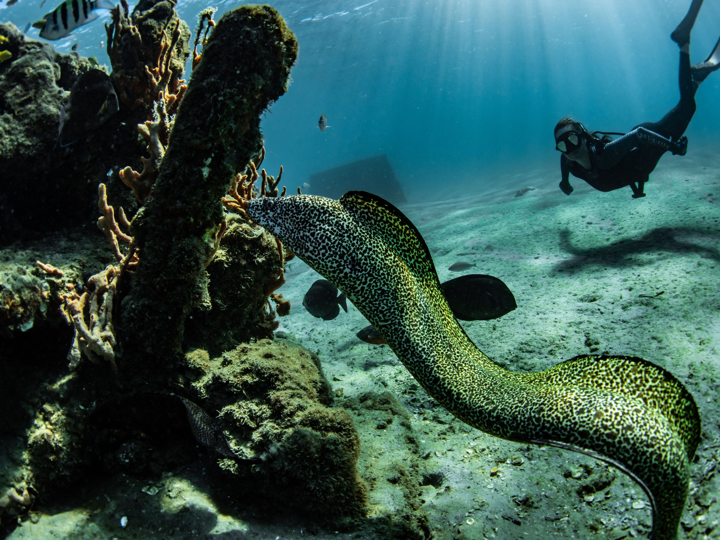 Underwater scene with diver swimming near a green eel and coral formations.