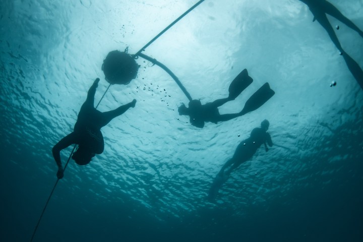 Silhouetted divers underwater, swimming near ropes and floaters against a bright ocean surface.