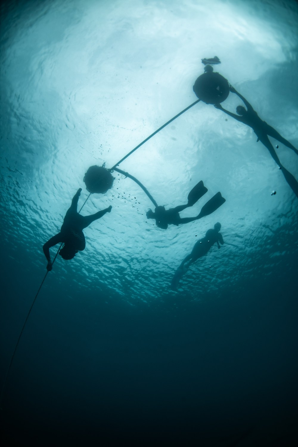 Silhouetted divers underwater, swimming near ropes and floaters against a bright ocean surface.