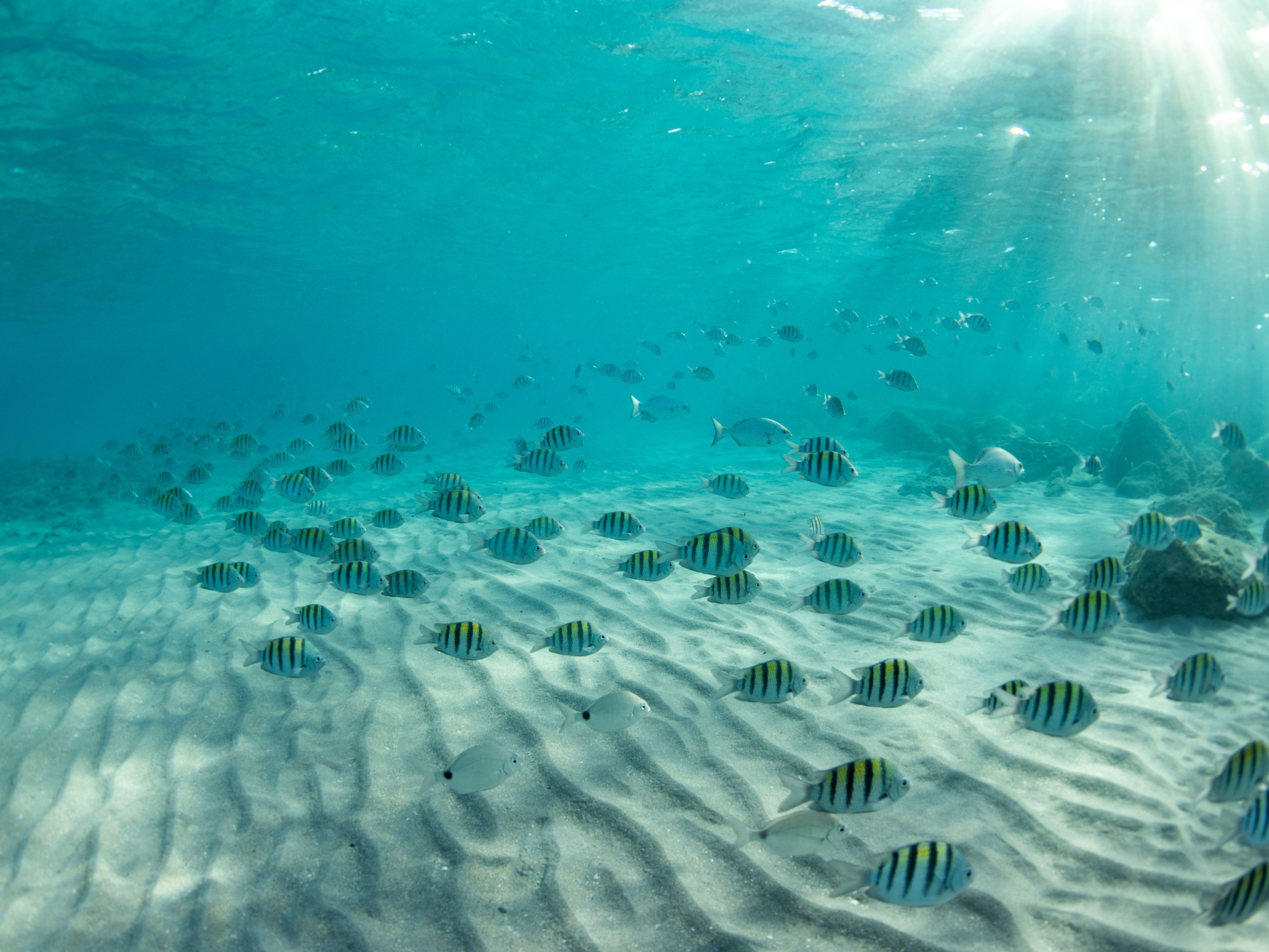 Underwater scene with striped fish swimming over sandy ocean floor, sunlight filtering through water.