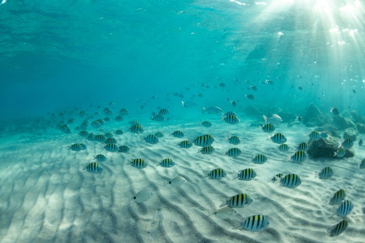Underwater scene with striped fish swimming over sandy ocean floor, sunlight filtering through water.