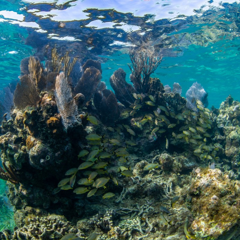underwater view of a large rock