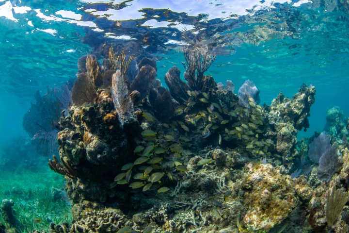 underwater view of a large rock