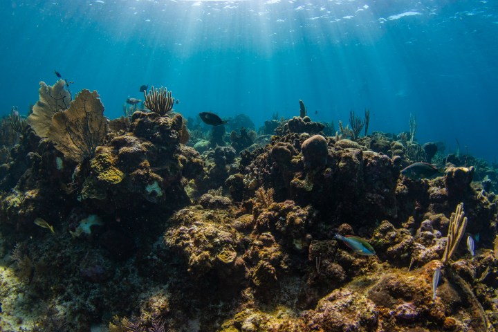 a group of people are underwater