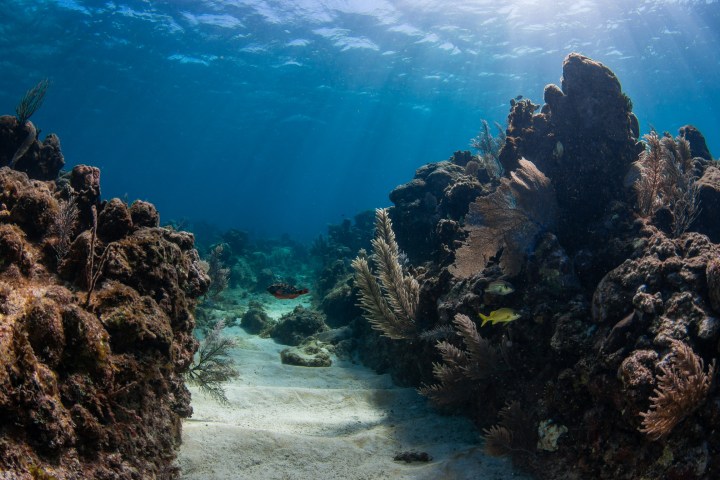 underwater view of a large rock