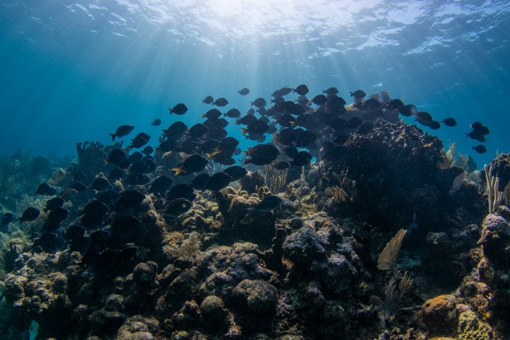 underwater view of the ocean