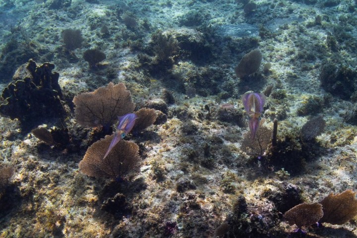underwater view of a large rock