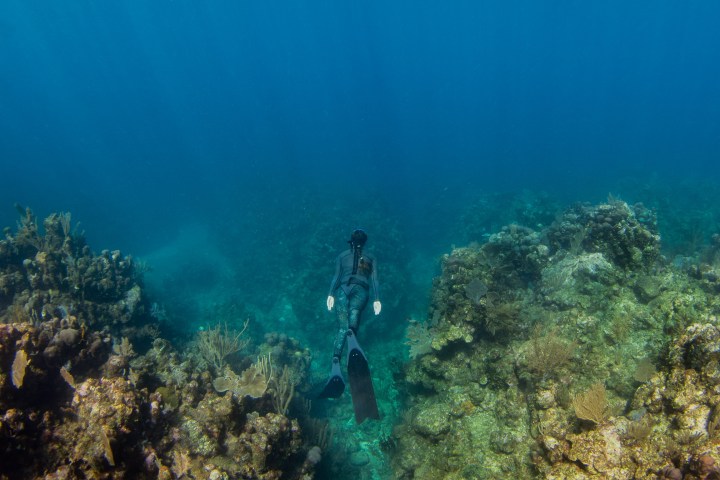 underwater view of a forest