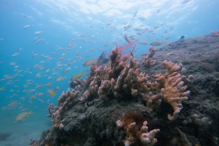 underwater view of a mountain
