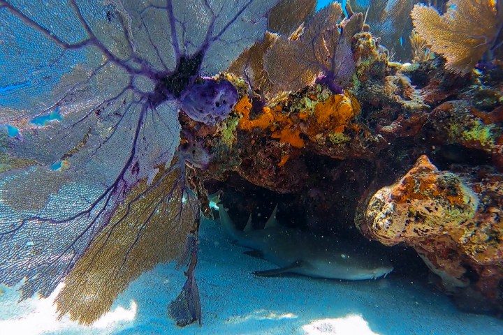 a coral in the water