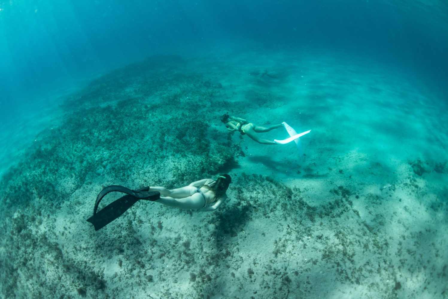 a bird swimming in water