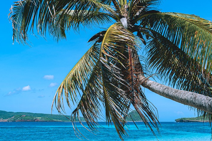 a beach with a palm tree in a pool of water