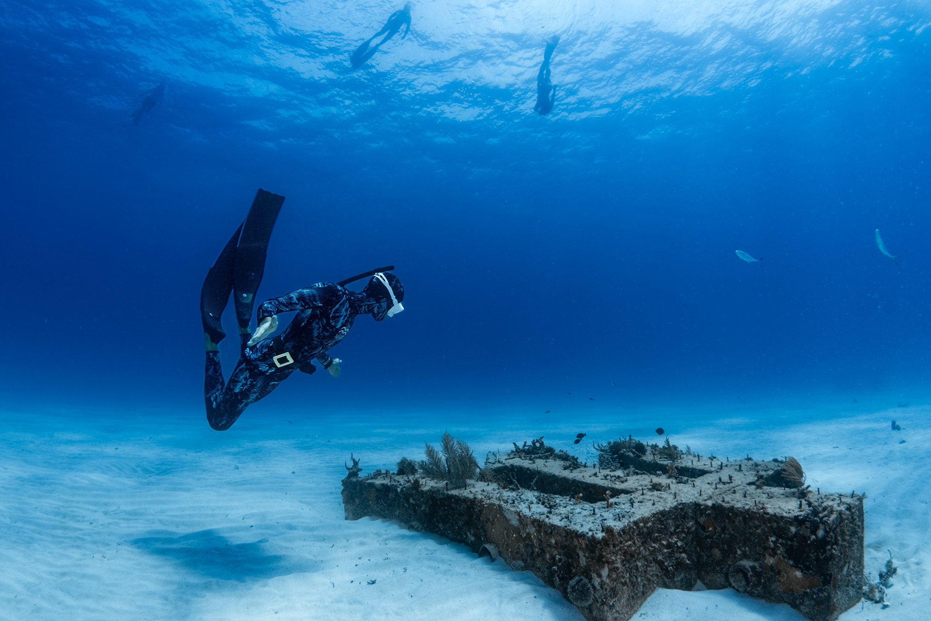 freediving barbados