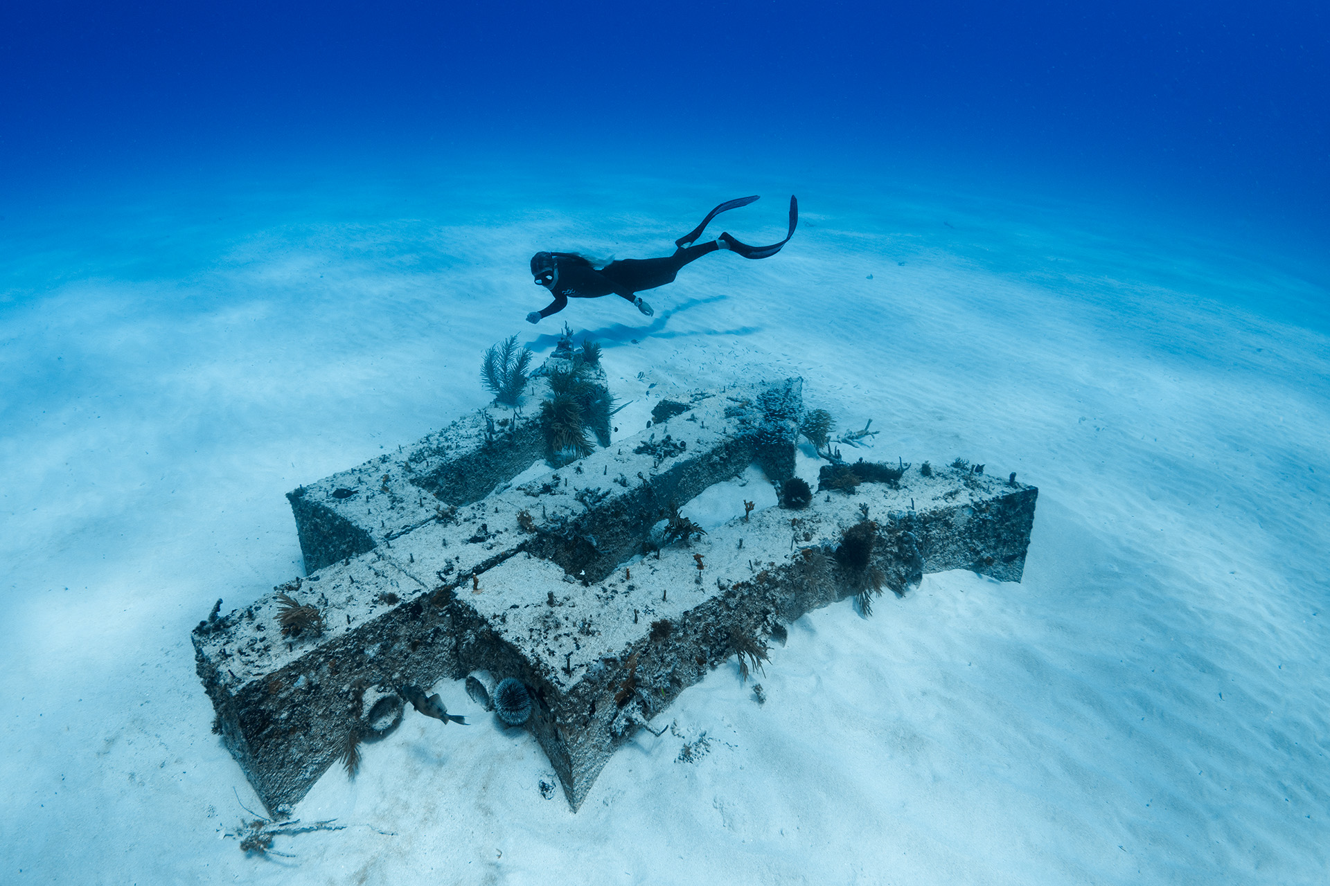 freediving barbados