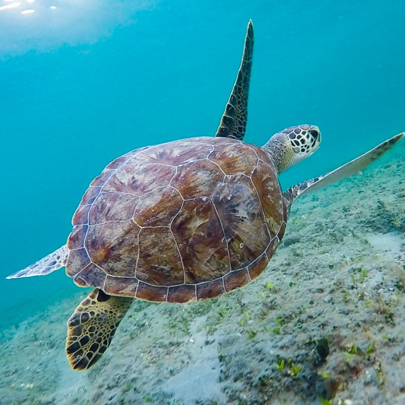 a turtle swimming under water