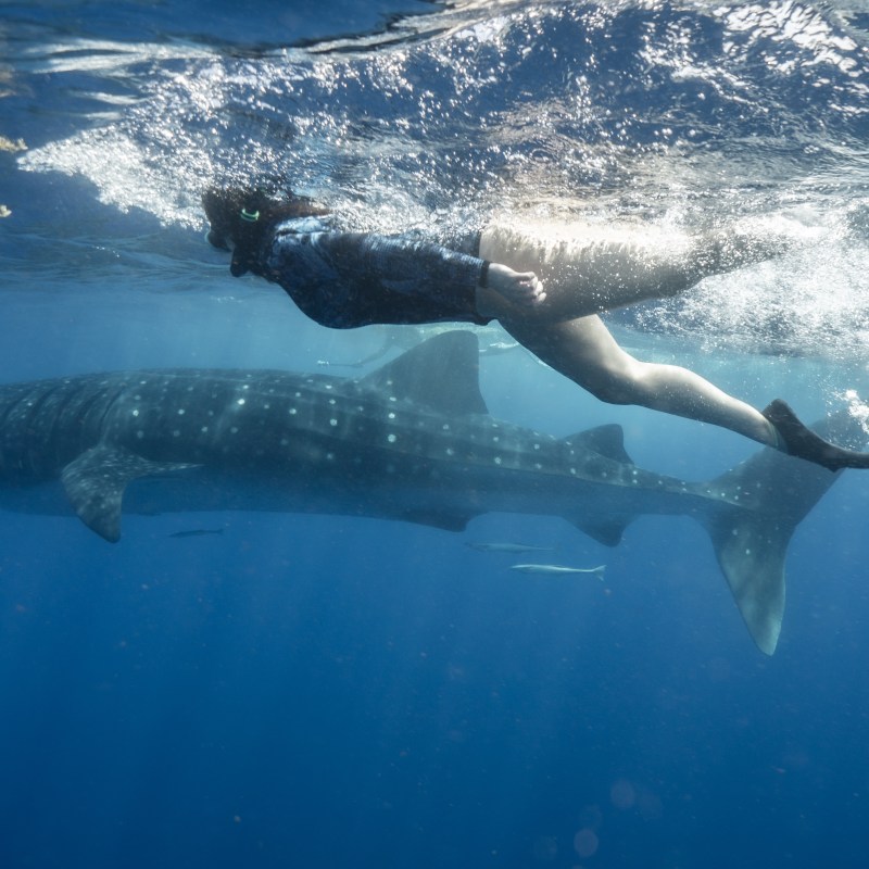 Person snorkeling near a large whale shark underwater.