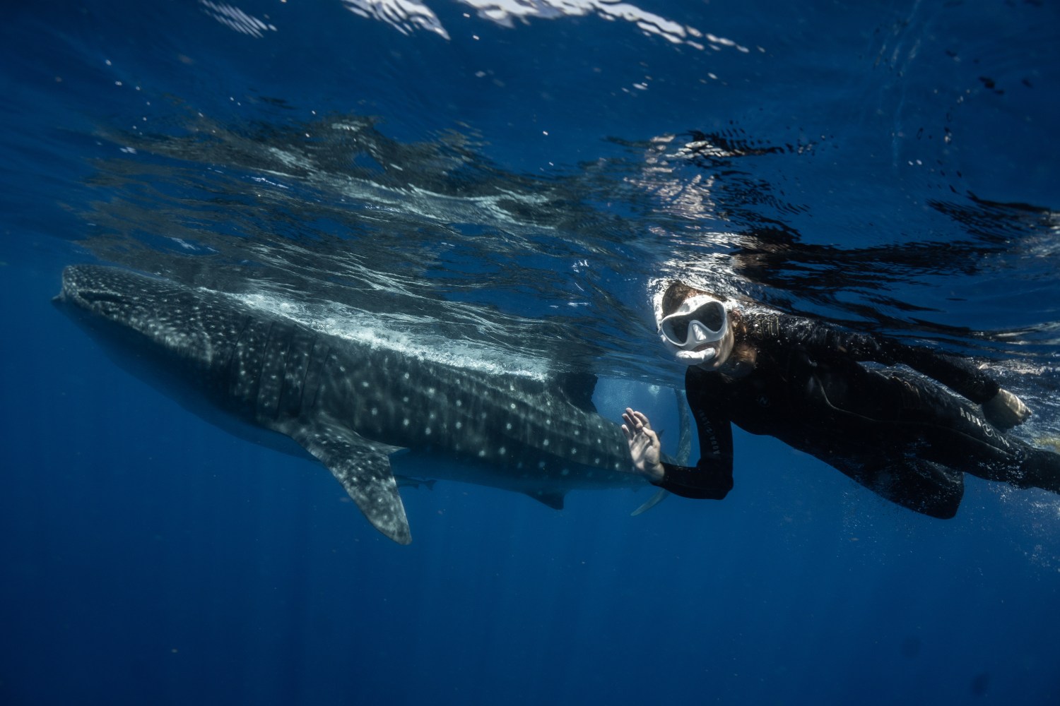 Snorkeler swimming underwater beside a large whale shark in clear blue water.