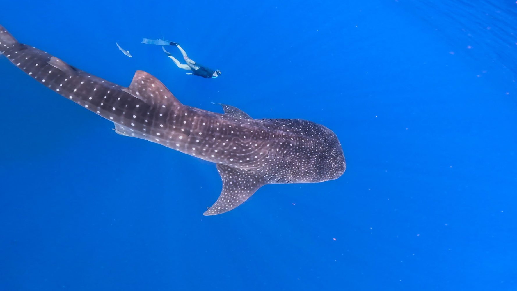 a fish swimming under water