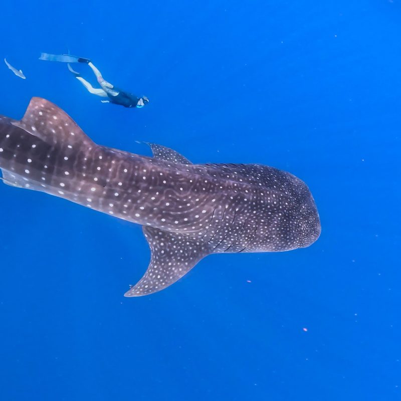 a fish swimming under water