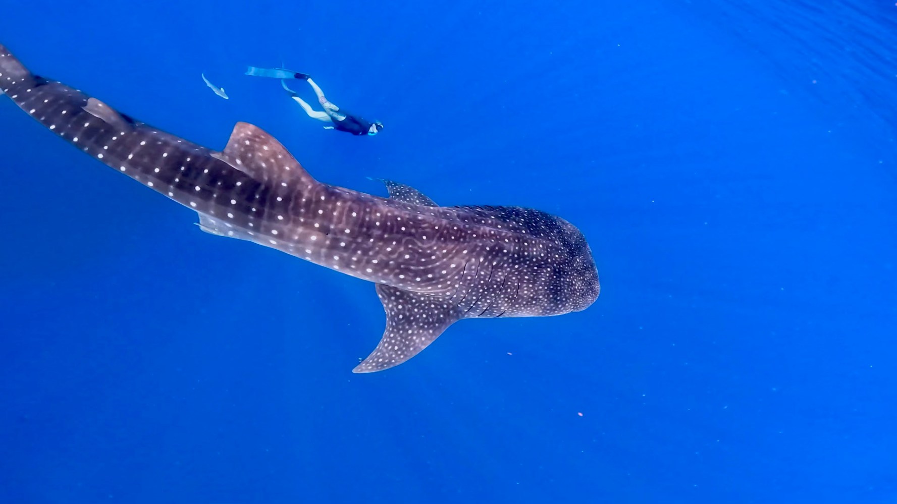 a whale swimming under water