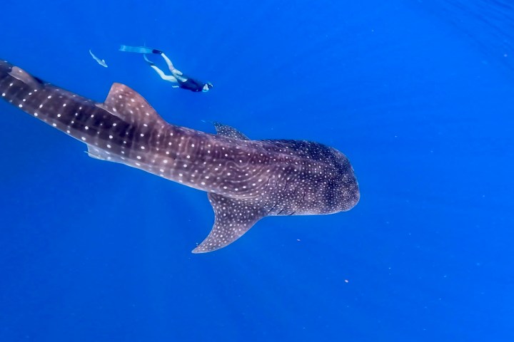 a whale swimming under water