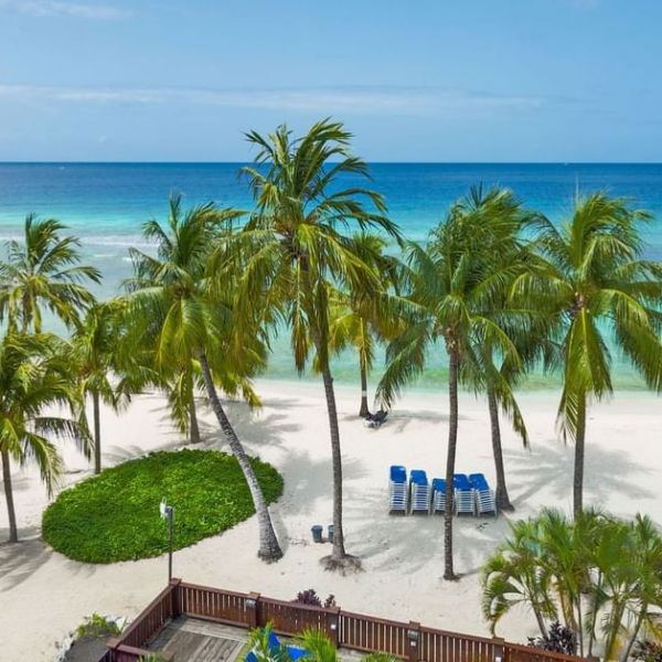 a beach with a palm tree in a pool of water