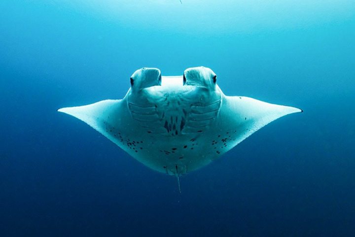 a fish swimming under water