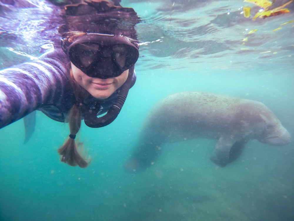 Person snorkeling underwater with a manatee swimming nearby.