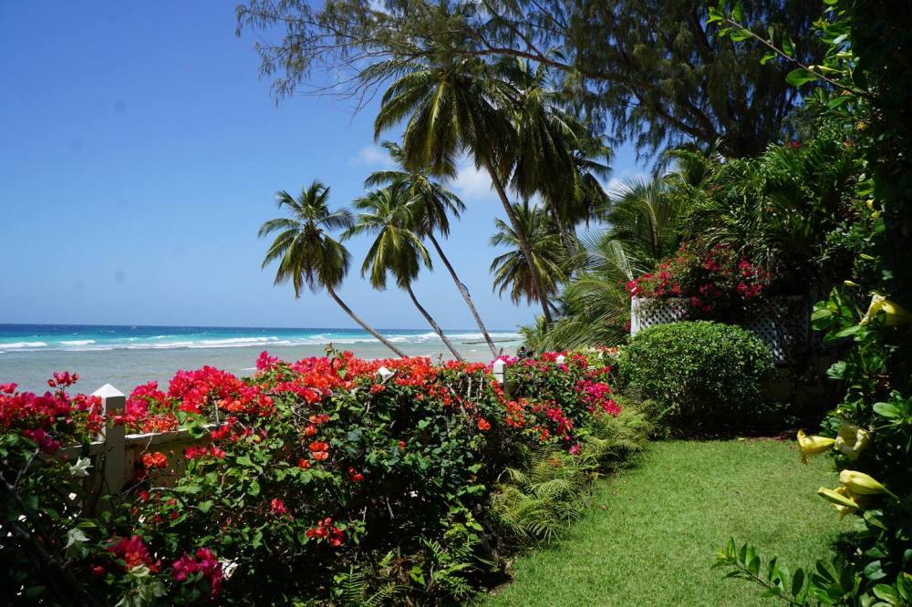 Tropical beach with palm trees, flowers, and ocean view on a sunny day.