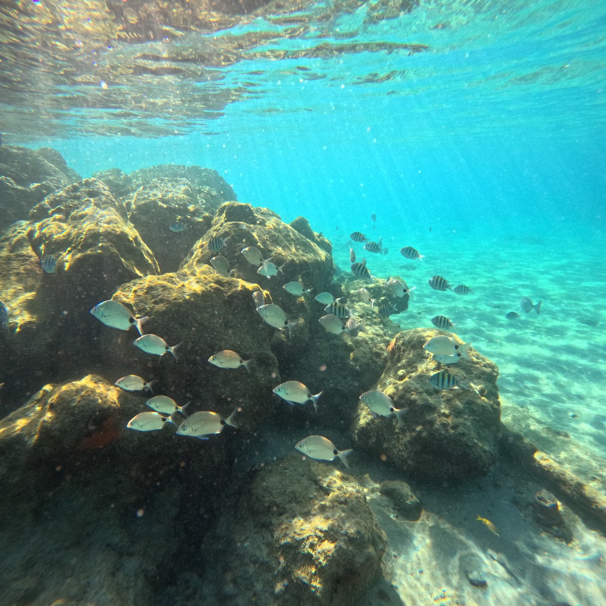Underwater view of rocks and schools of small fish in clear blue water.