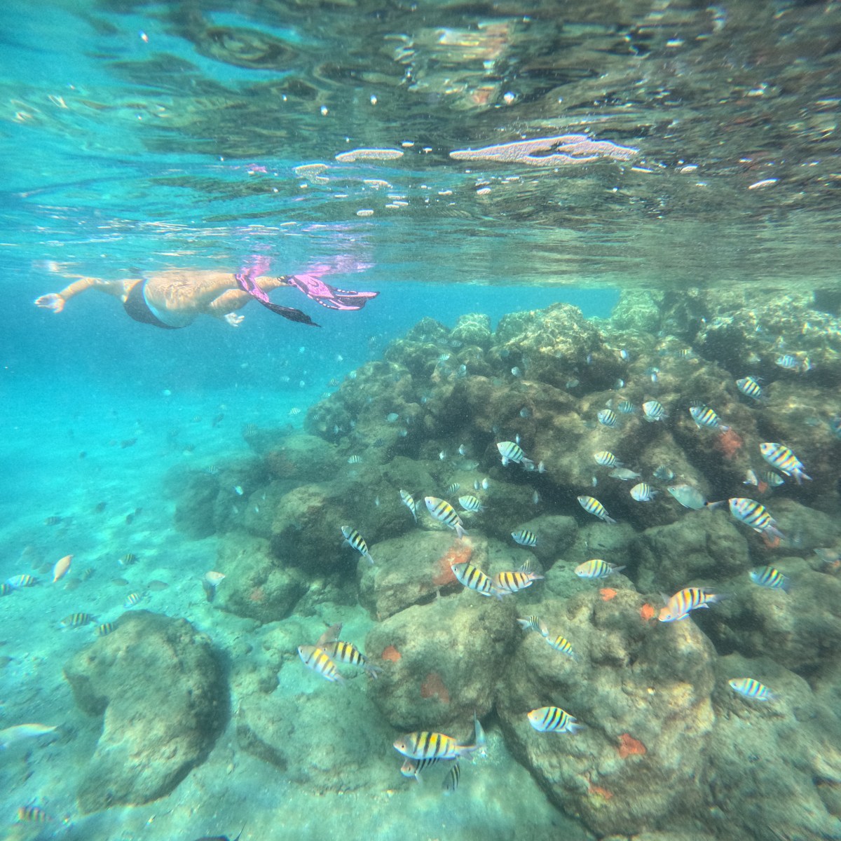 Person snorkeling near colorful fish and coral reef underwater.