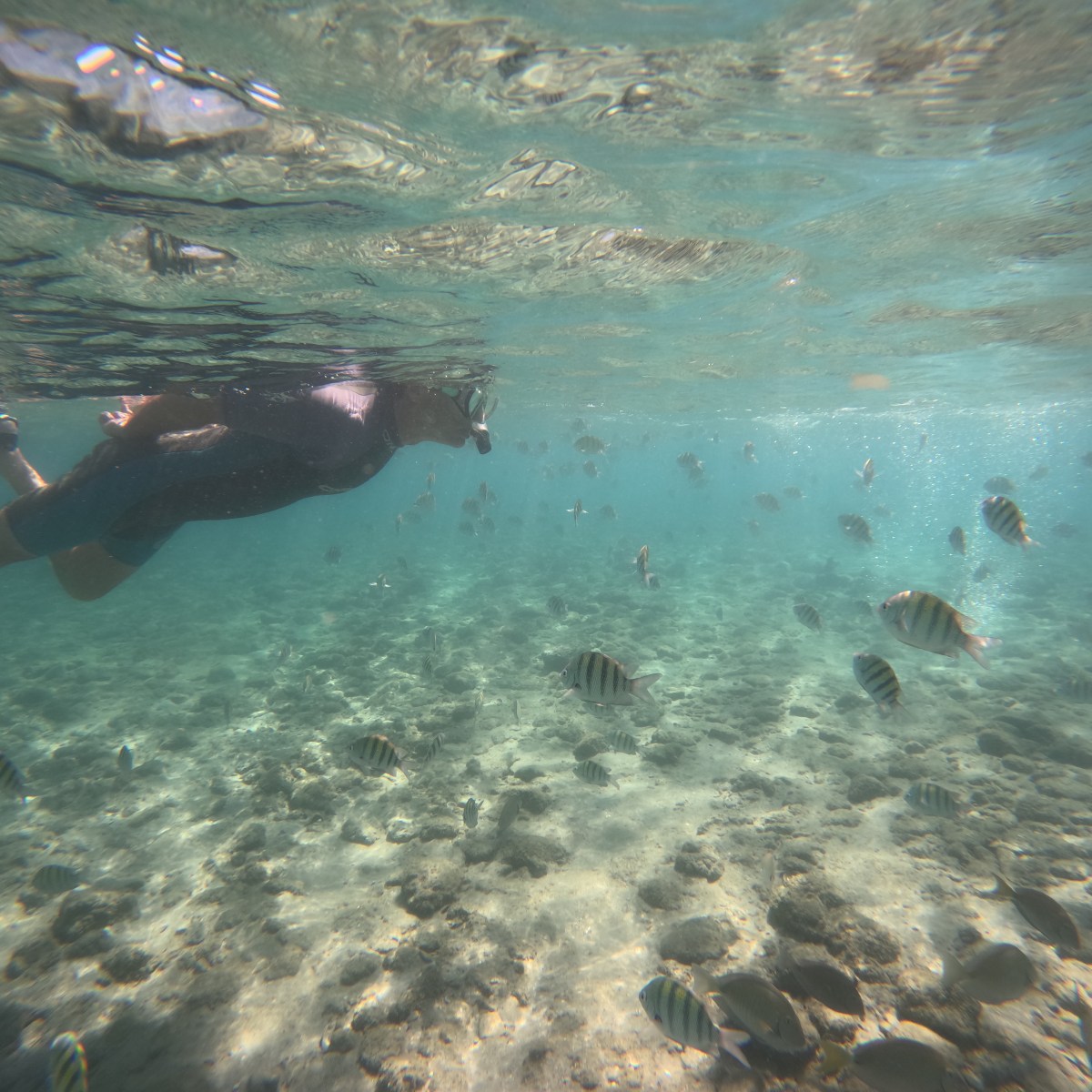 Person snorkeling underwater among fish and rocks in clear blue water.